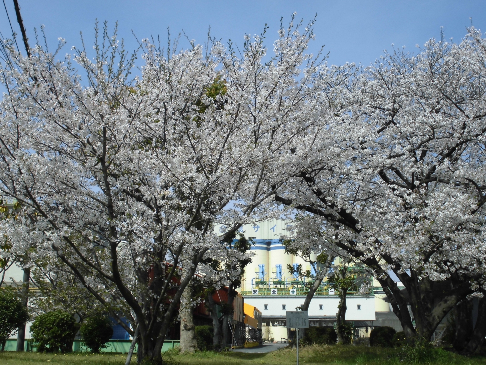 【東海支店】桜が先週末満開となりました